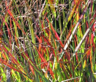 Care for panicum virgatum when it's turning brown