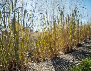 Planting distance and how to prepare the soil for panicum virgatum
