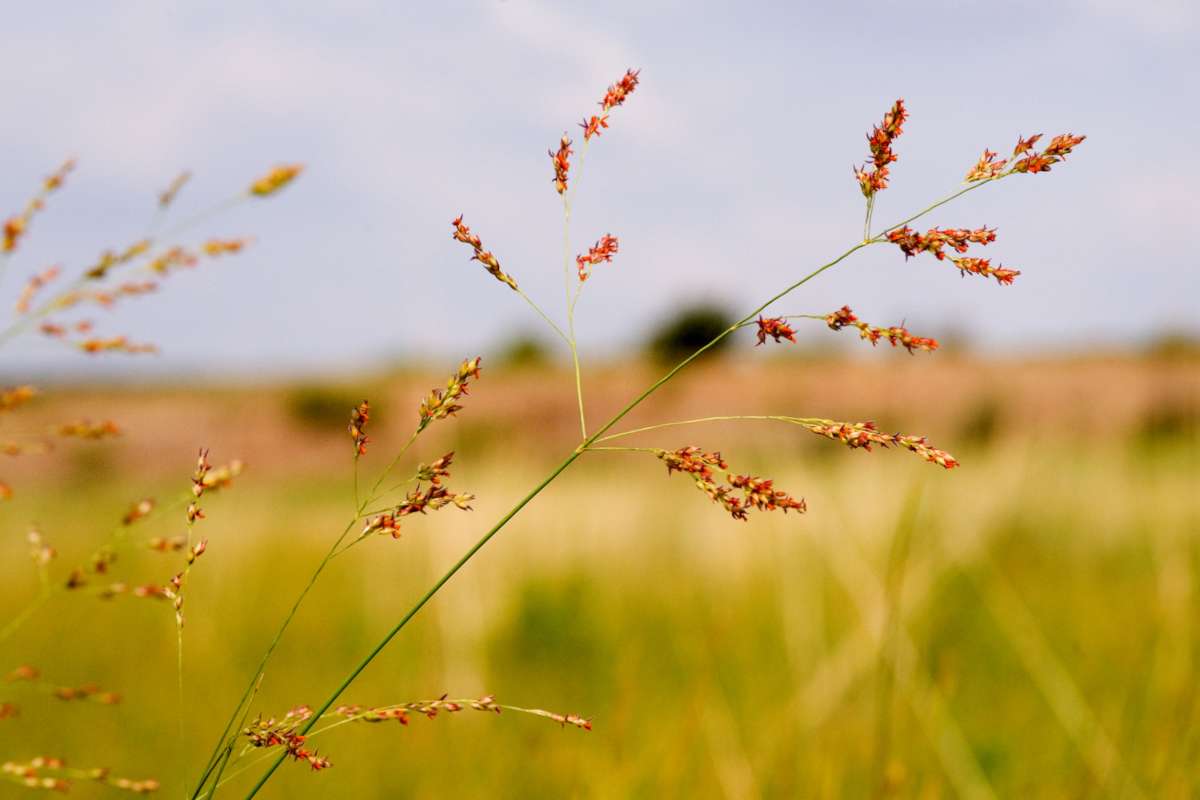 Panicum virgatum