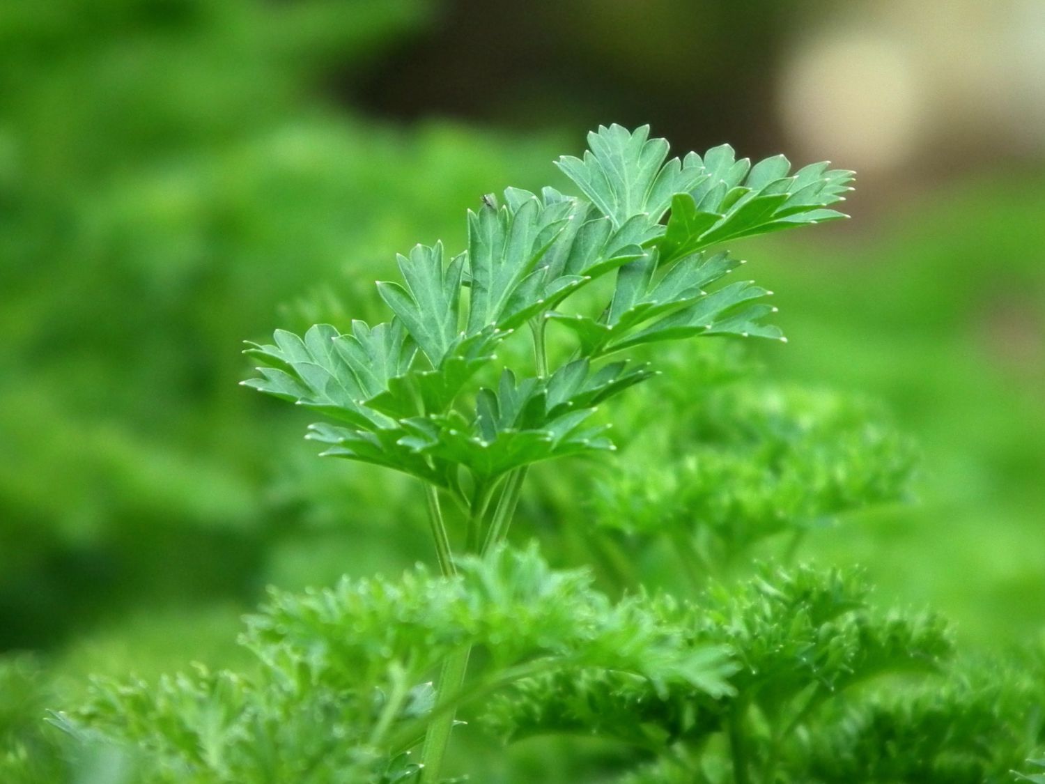 Parsley