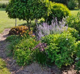 Shrub and flower bed with blue flowers: perovskia and allium