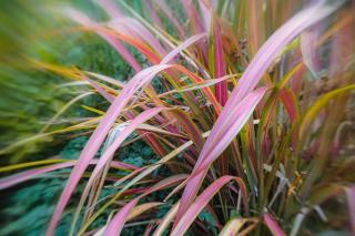 Phormium grass, New Zealand flax