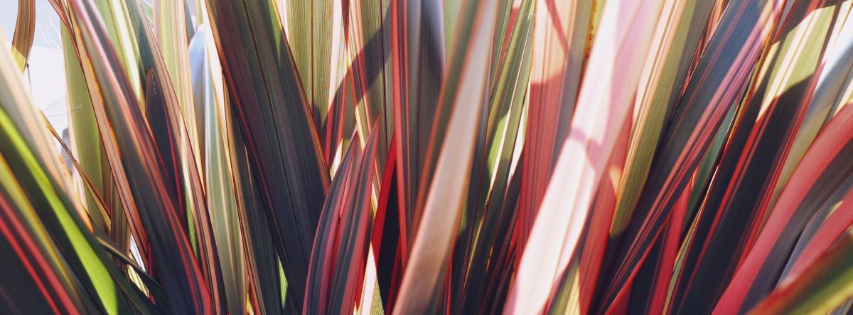 Proper care for phormium leads to very healthy plants