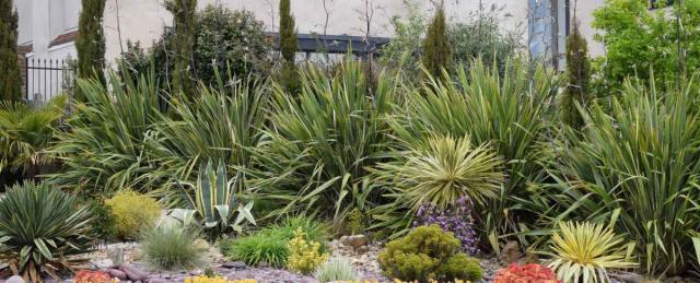 Phormium in a large landscape with other grasses and shrubs
