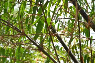 Phyllostachys bamboo with stems and leaves