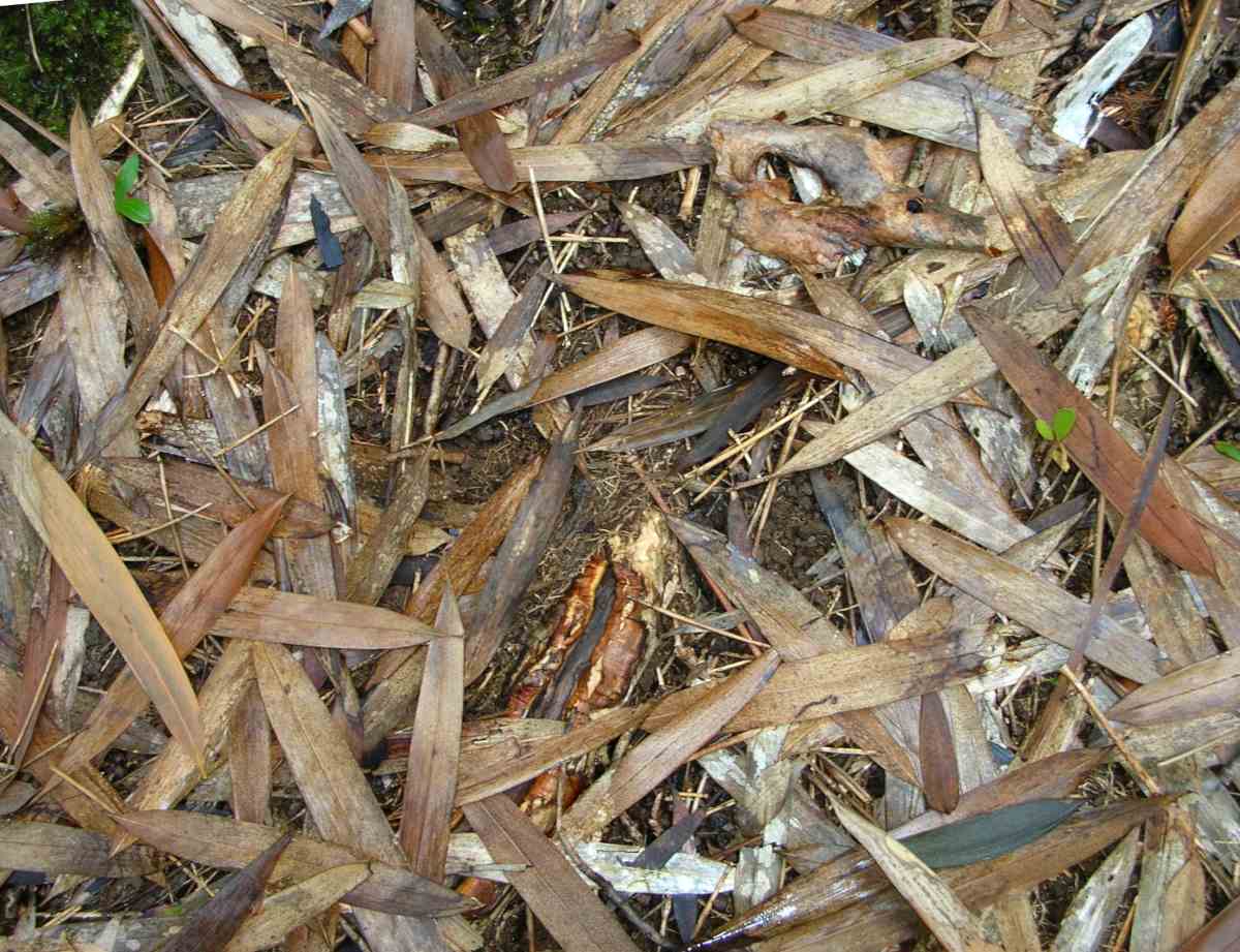Dead phyllostachys bamboo leaves forming mulch