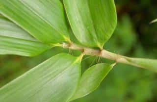 Close-up of phyllostachys leaves