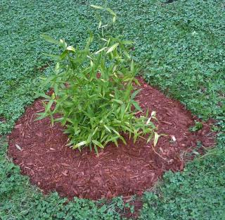 Planting phyllostachys bamboo