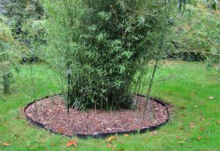 A rhizome barrier surrounds a clump of tall phyllostachys