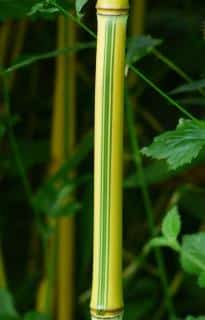 Yellow culm with green stripe, phyllostachys variety