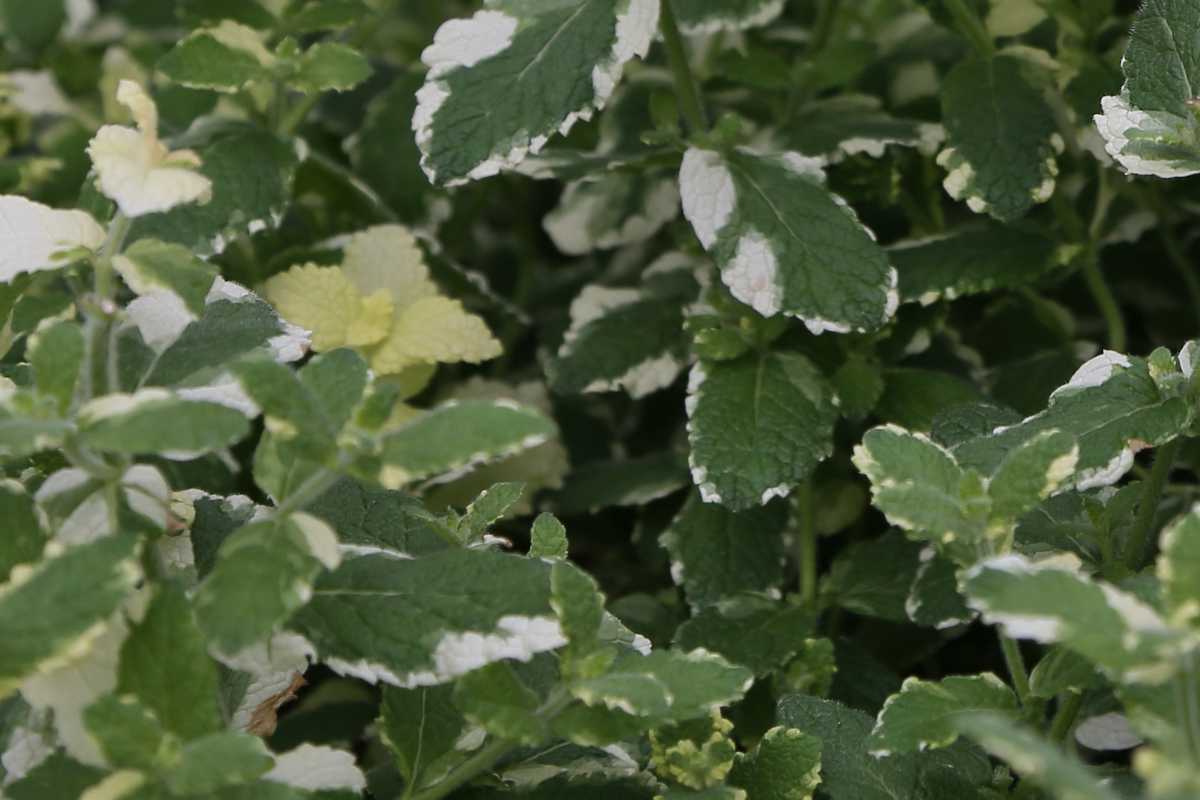 Pineapple mint with variegated leaves