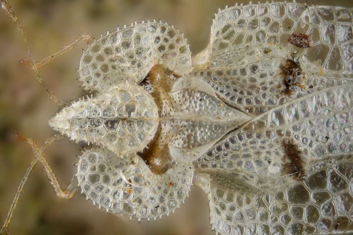 Beautiful but deadly, the sycomore lace bug can kill a tree
