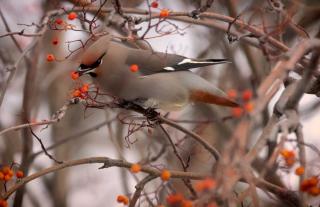 Berry shrubs will seem inviting for hungry birds