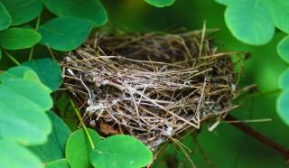 Shelter during the nesting season is key