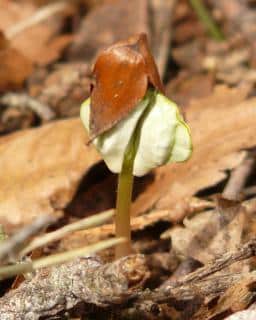 Beech seedling