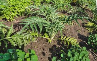 Plant young cardoon seedlings a good yard or meter apart