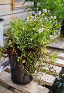 Carpathian bellflower in a pot