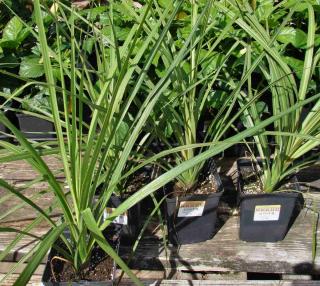 Australis cordyline saplings ready for planting