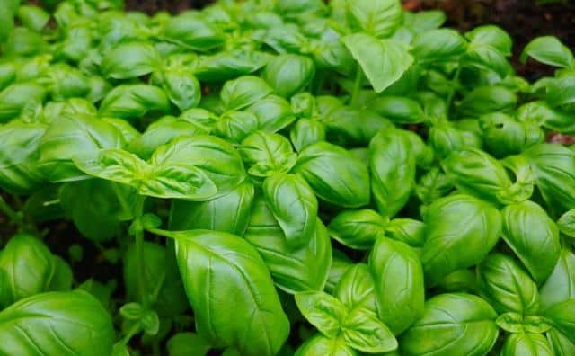 Planting grand vert basil in the ground