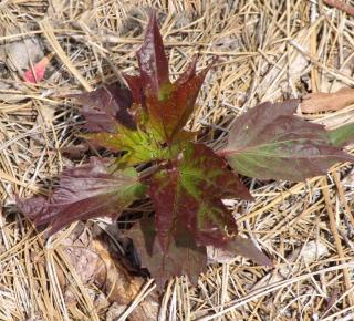 Planting guidelines for Hibiscus moscheutos