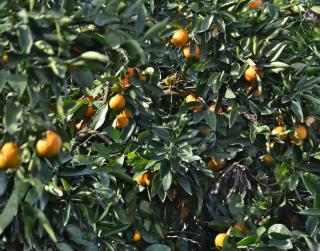 Orange tree, mandarine orange species, planted and lush