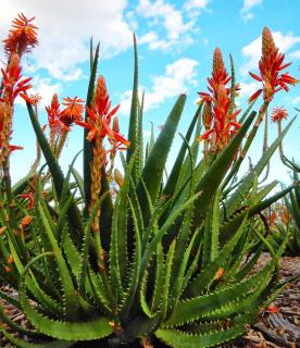 Planting distance and guide for red hot poker