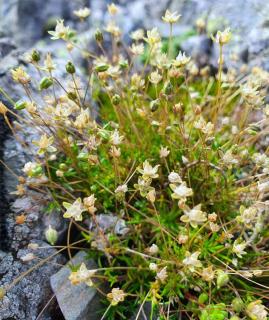 Plant each portion of sagina subulata a distace apart to cover the ground