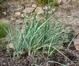 Three small sand rye grasses recently planted