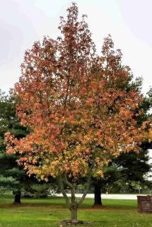 Planting sweetgum as a standalone lets us marvel at its beauty