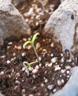 Planting a seed taken from a tomato