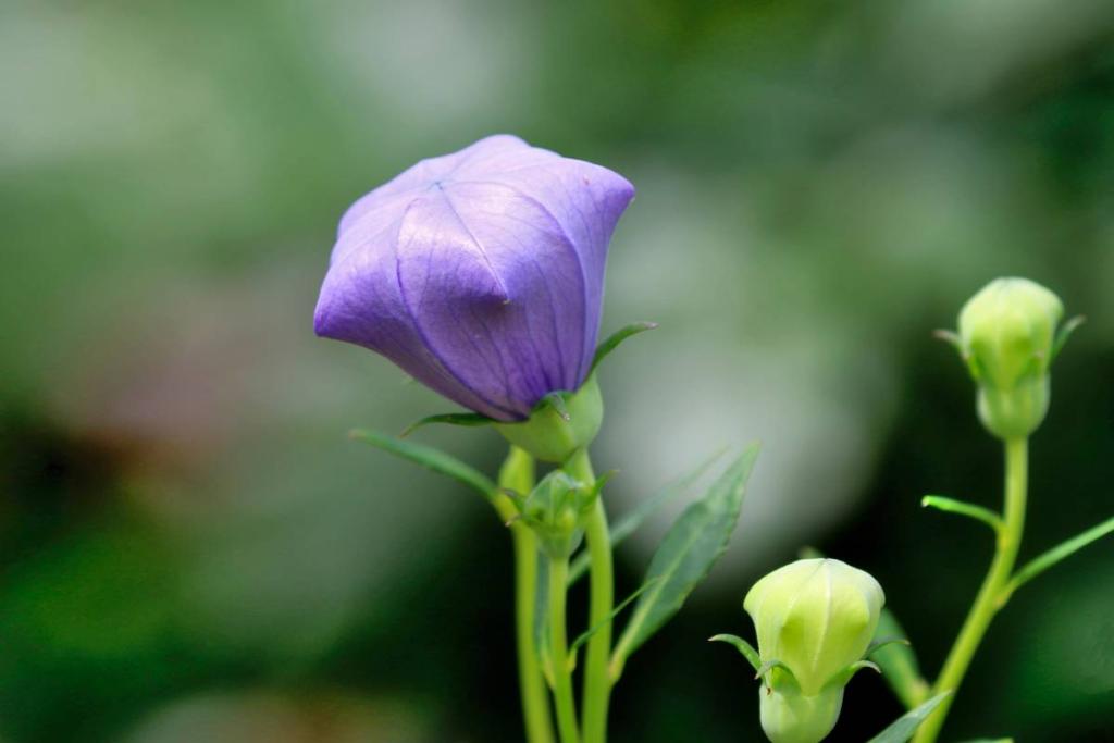 Platycodon