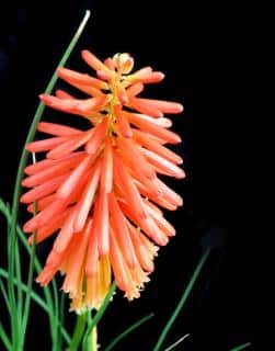 Poker plant flower