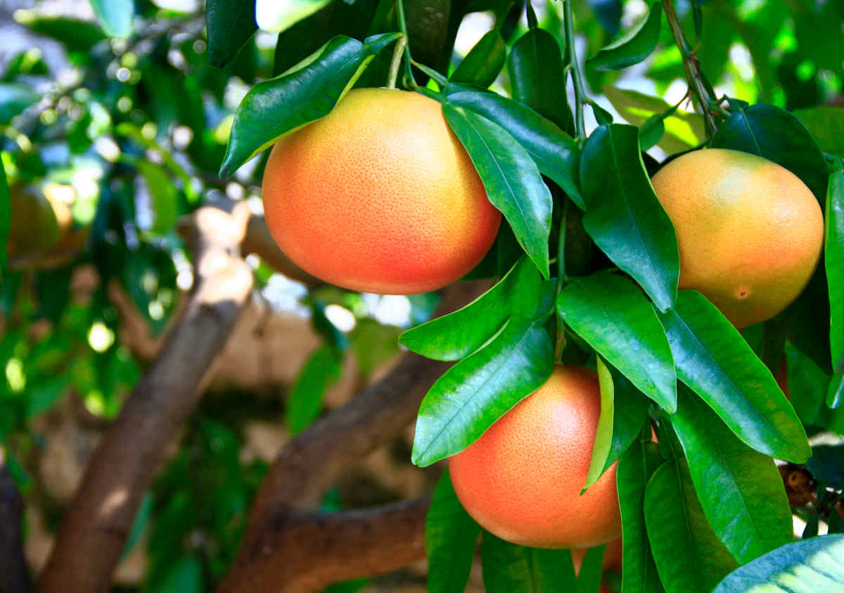 pomelo tree