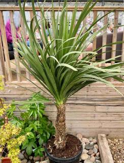 Cordyline growing in a pot