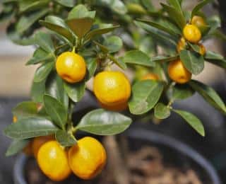 Calamondin planted in a pot to be more easily brought indoors against the cold