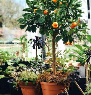 Mandarin in a pot