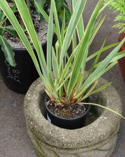 In a pot, phormium will do just fine