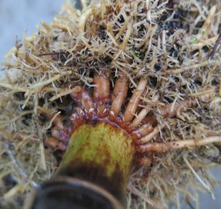 Potted phyllostachys develop thick roots