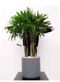 Single rhapis plant in a beautiful pot with man behind