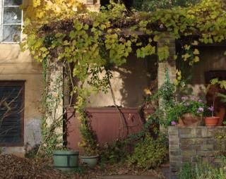 Even pots are enough to feed a large vine on a pergola