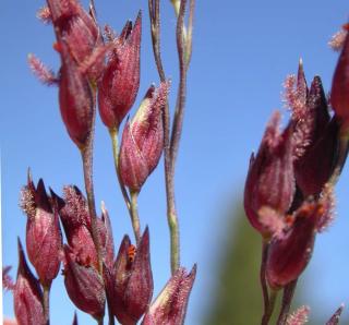 Propagation through seed and clump division