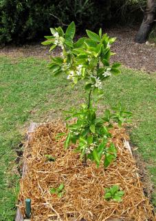 Roots are an essential part of the citrus to protect