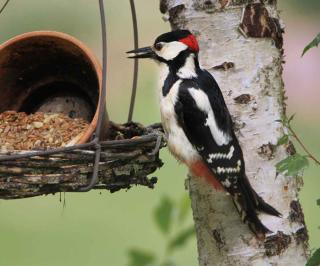 Food during hard times helps attract birds, but don't over-do it!