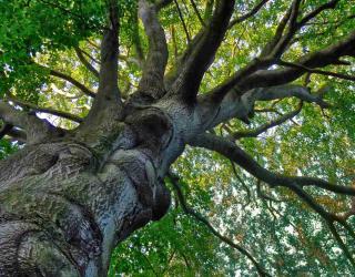 Old beech pruned too late