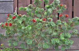 Callistemon pruning will give a better shape and nice blooming