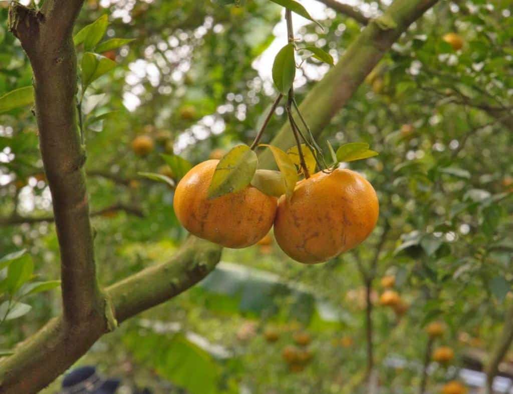 Mandarin orange, a tree with tasty easytopeel citrus fruits