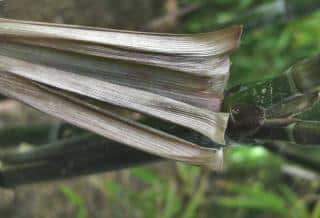 Removing a dried leaf sheath