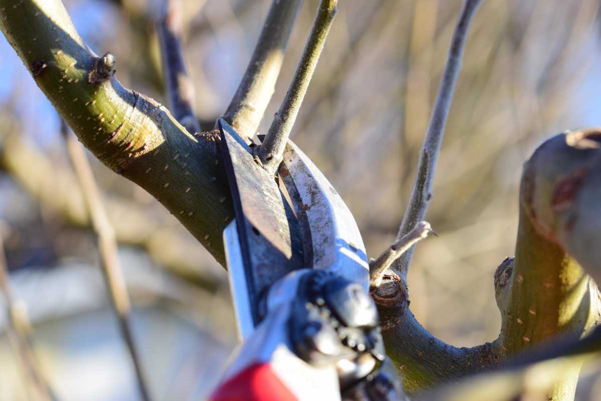 Secateur positionned to prune a plant