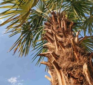 Pruning the windmill palm essentially means removing dead leaves