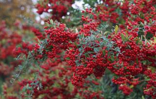 Pyracantha berries for birds